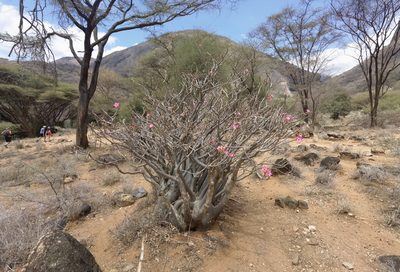 Adenium obesum