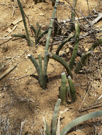 Dracaena angolensis, photographed by Claude Kolwelter