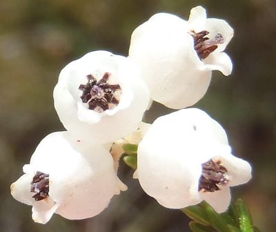 Erica tragulifera, photographed by Nicola van Berkel
