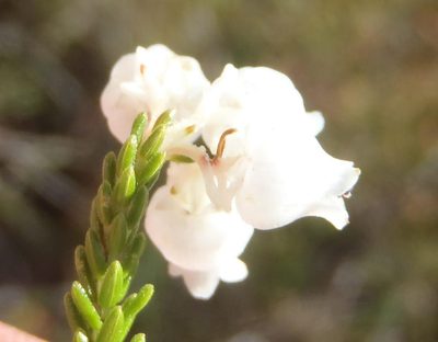 Erica tragulifera, photographed by Nicola van Berkel