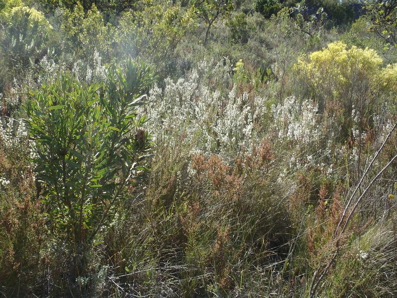Erica tragulifera, photographed by Nicola van Berkel