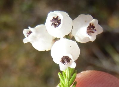 Erica tragulifera, photographed by Nicola van Berkel
