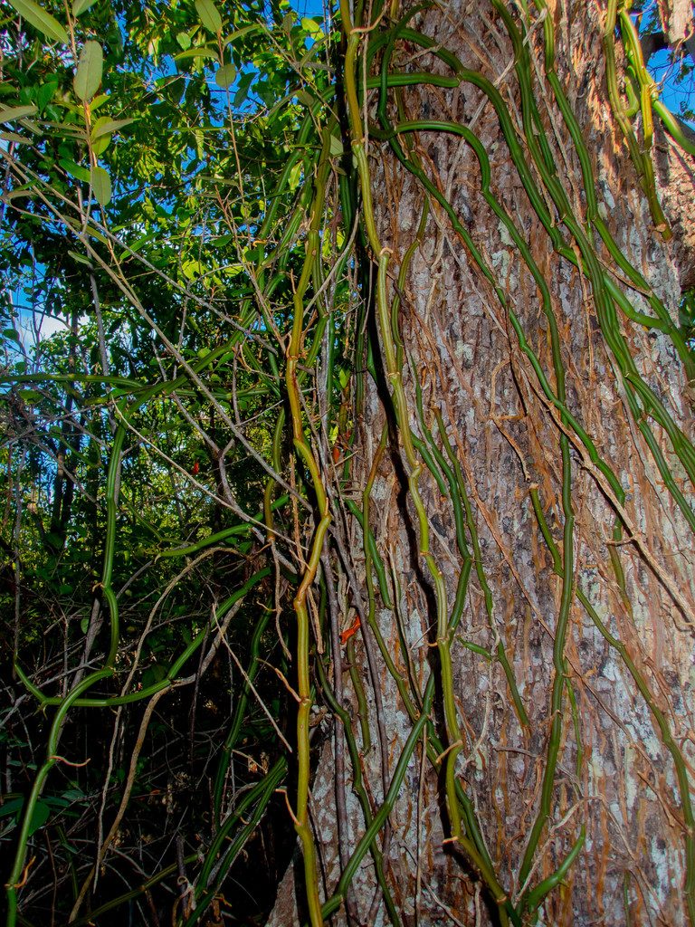 Vanilla claviculata, photographed by marique