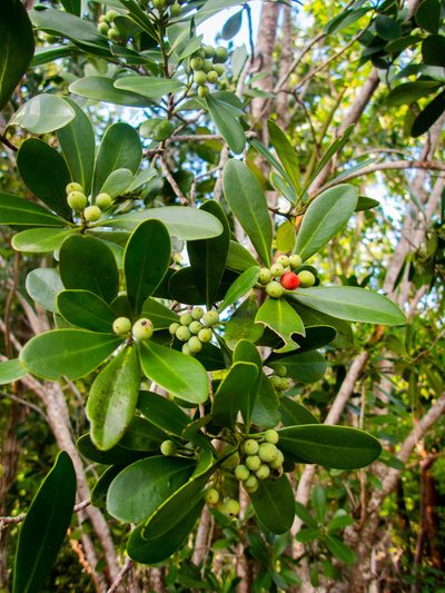 Canella winterana, photographed by marique