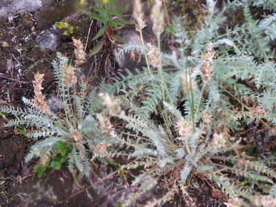 Oxytropis splendens, photographed by Erin Springinotic