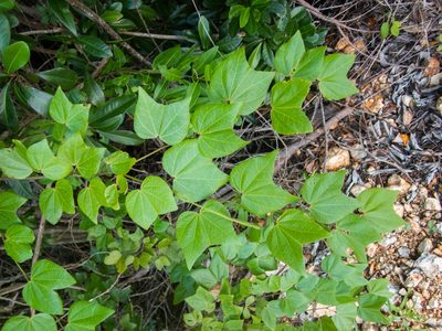 Bauhinia divaricata, photographed by marique
