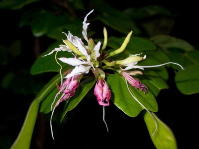 Bauhinia divaricata, photographed by marique