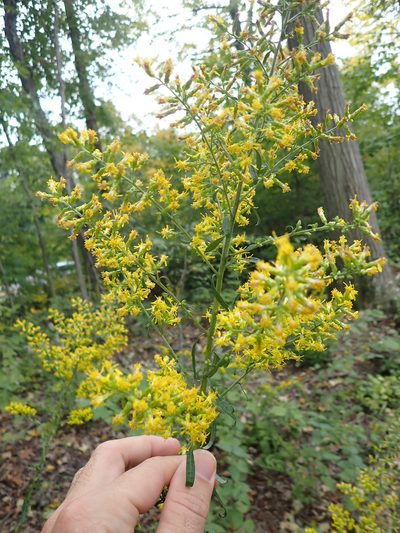 Solidago speciosa, photographed by Taro Ietaka