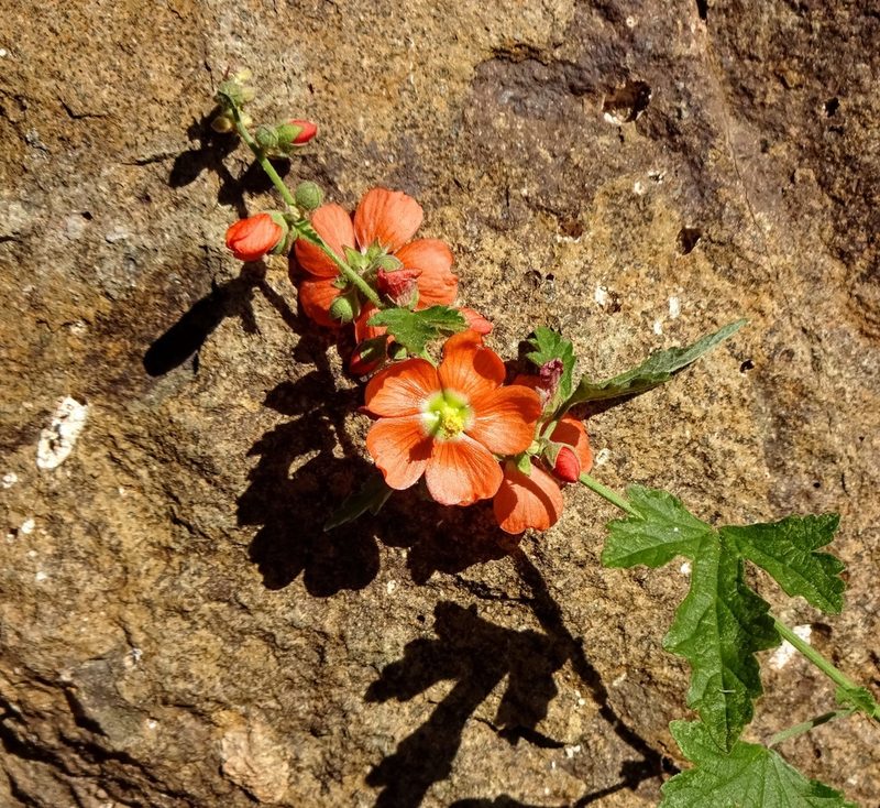 Sphaeralcea fendleri, photographed by Andrew Tree