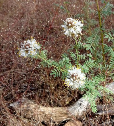 Dalea albiflora, photographed by Andrew Tree