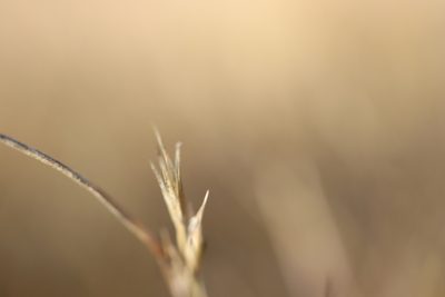 Sporobolus vaginiflorus, photographed by Henry "Nick" Robertson