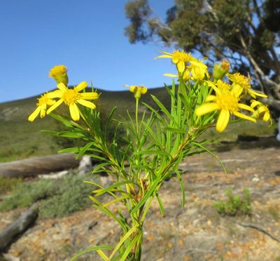 Euryops linearis, photographed by Di Turner