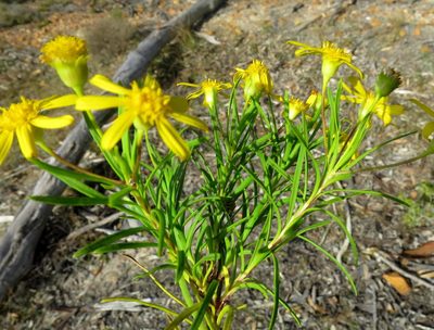 Euryops linearis, photographed by Di Turner