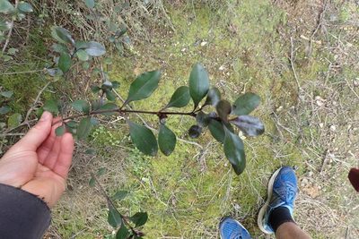 Coprosma arborea, photographed by Oscar Dove