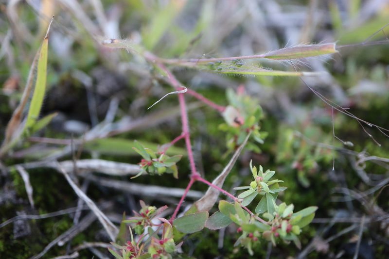Euphorbia vermiculata, photographed by Henry "Nick" Robertson