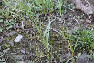 Panicum dichotomiflorum, photographed by Henry "Nick" Robertson