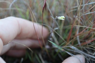 Erucastrum gallicum, photographed by Henry "Nick" Robertson