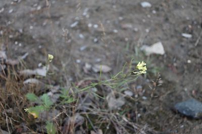 Erucastrum gallicum, photographed by Henry "Nick" Robertson