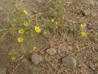 Centromadia fitchii, photographed by joergmlpts
