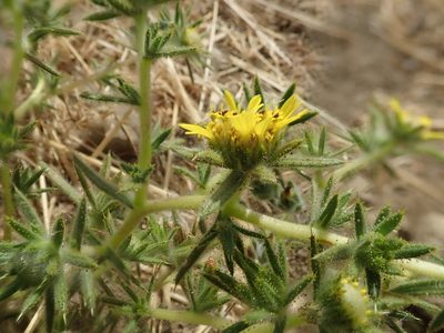 Centromadia fitchii, photographed by joergmlpts