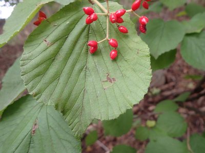 Viburnum dilatatum, photographed by Taro Ietaka