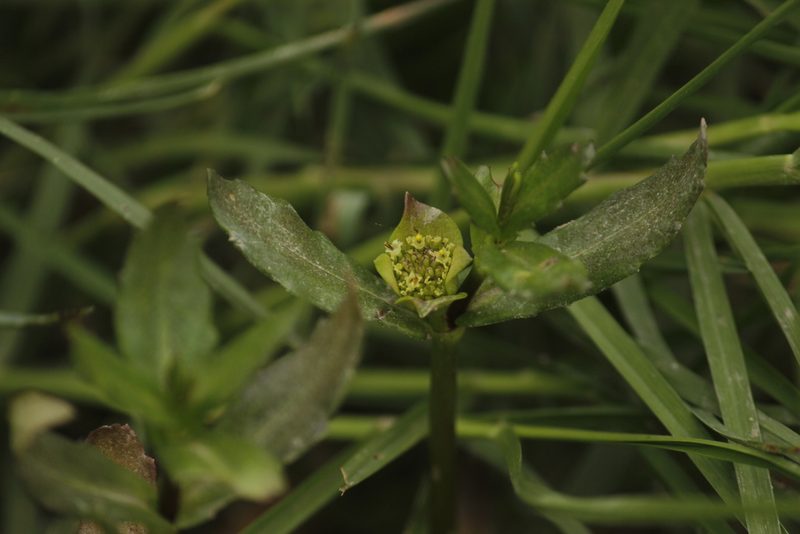 Enydra sessilifolia, photographed by Ruth Gutiérrez Oliveros