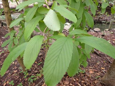 Viburnum sieboldii, photographed by Taro Ietaka