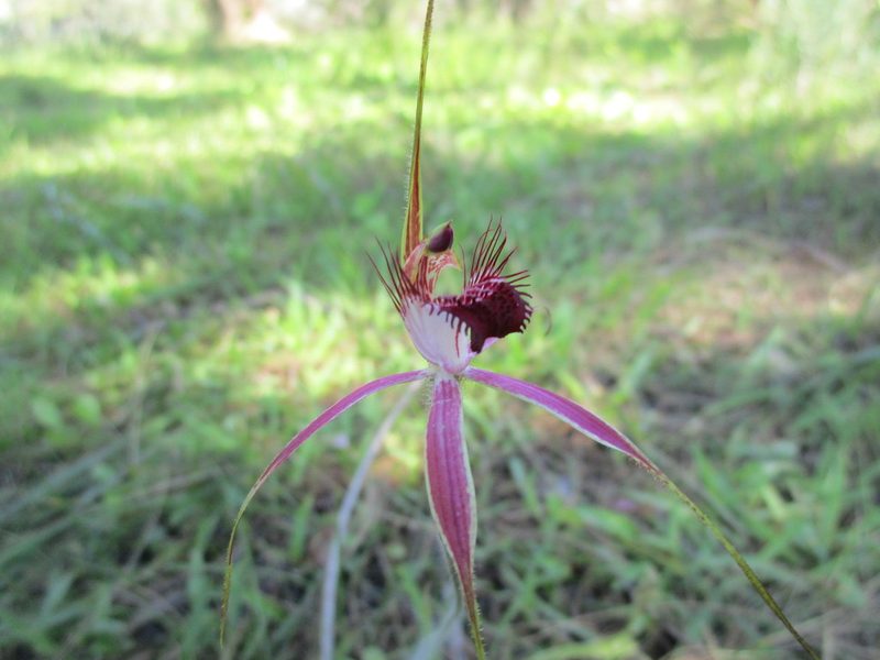 Caladenia arenicola, photographed by A.J. Anderson