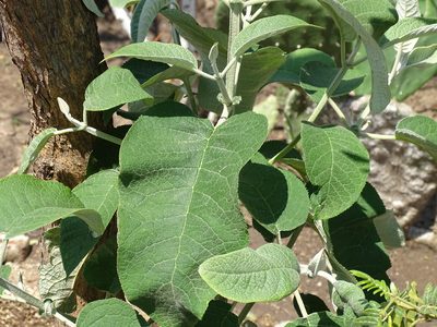 Buddleja cordata, photographed by Martha Gonzalez Herrera
