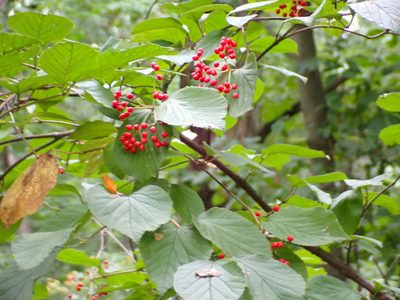 Viburnum dilatatum, photographed by Taro Ietaka
