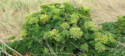 Angelica pachycarpa, photographed by M Rutherford