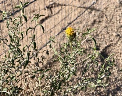 Encelia frutescens, photographed by nmoorhatch