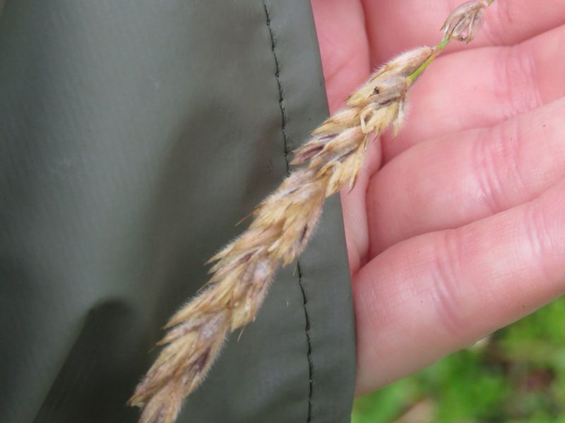 Leymus innovatus, photographed by Erin Springinotic