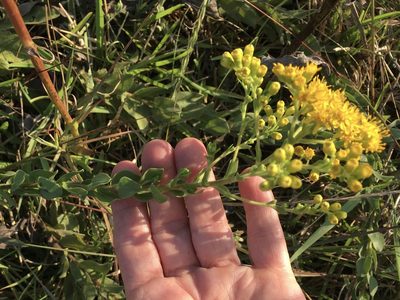 Solidago rigida, photographed by Martha Richeson