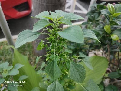 Acalypha indica, photographed by Ong Jyh Seng