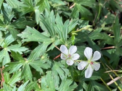Geranium richardsonii, photographed by lejones417