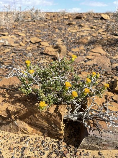 Pteronia intermedia, photographed by Matt Berger