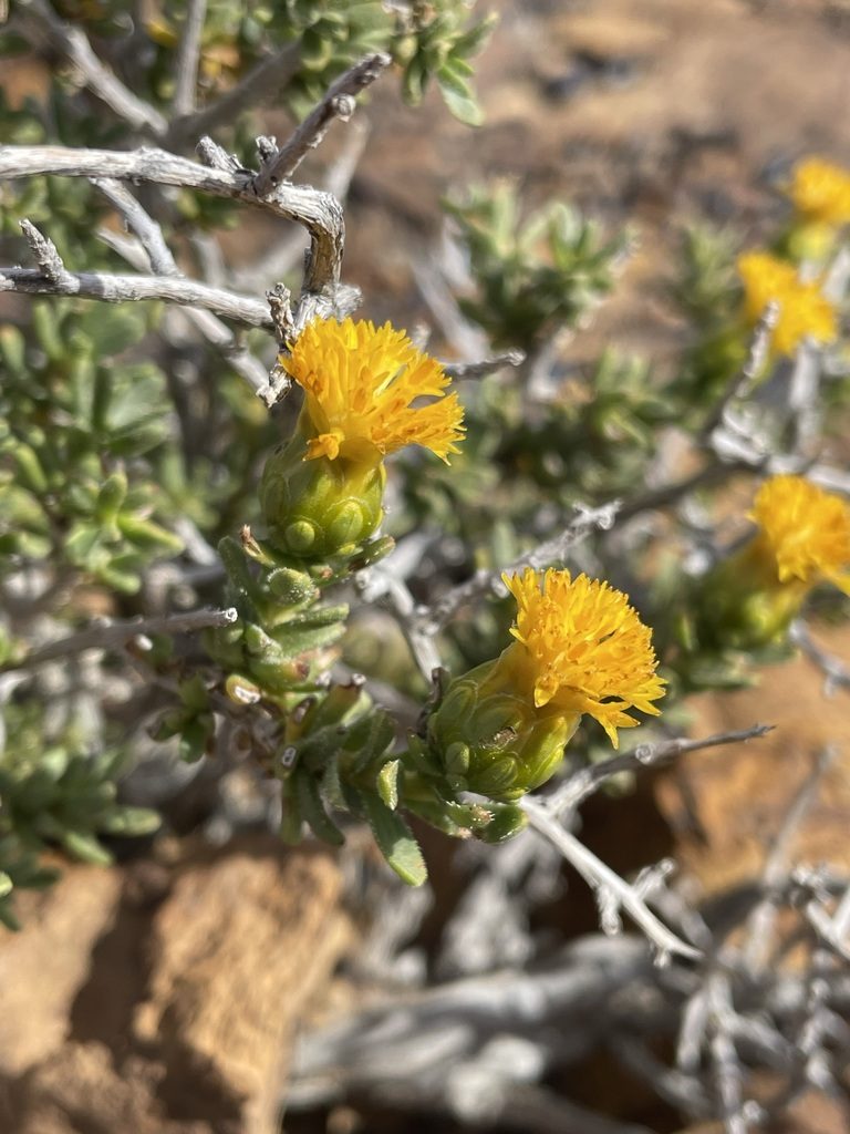 Pteronia intermedia, photographed by Matt Berger