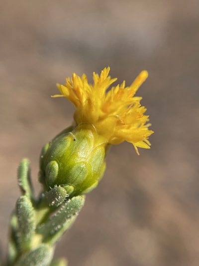 Pteronia intermedia, photographed by Matt Berger
