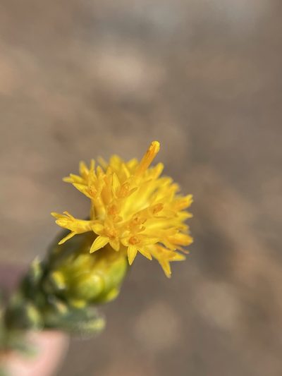 Pteronia intermedia, photographed by Matt Berger