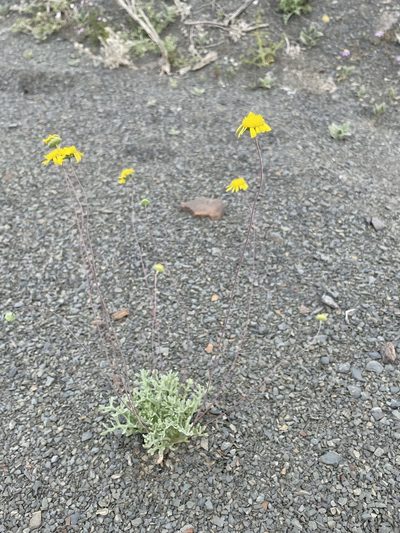 Euryops annuus, photographed by Matt Berger