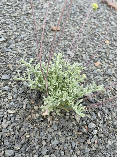 Euryops annuus, photographed by Matt Berger