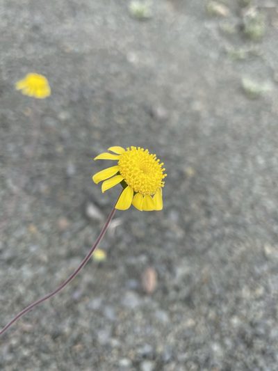 Euryops annuus, photographed by Matt Berger