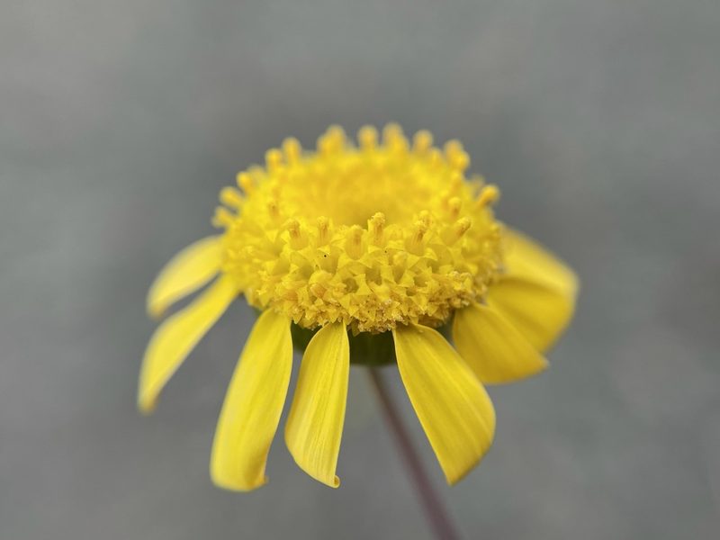 Euryops annuus, photographed by Matt Berger