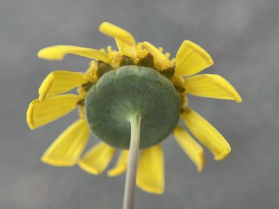 Euryops annuus, photographed by Matt Berger