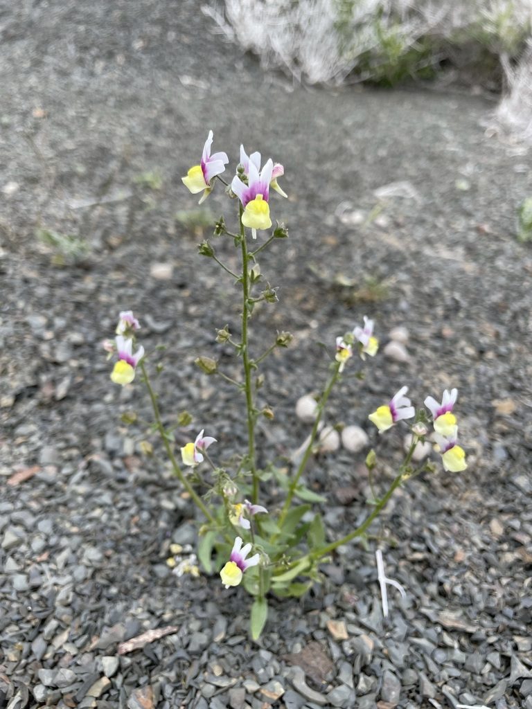 Nemesia suaveolens, photographed by Matt Berger