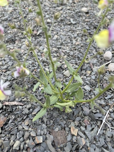 Nemesia suaveolens, photographed by Matt Berger