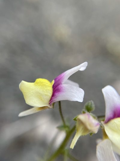 Nemesia suaveolens, photographed by Matt Berger