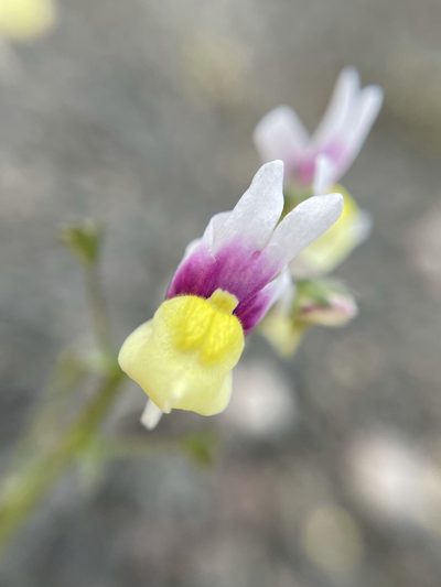 Nemesia suaveolens, photographed by Matt Berger