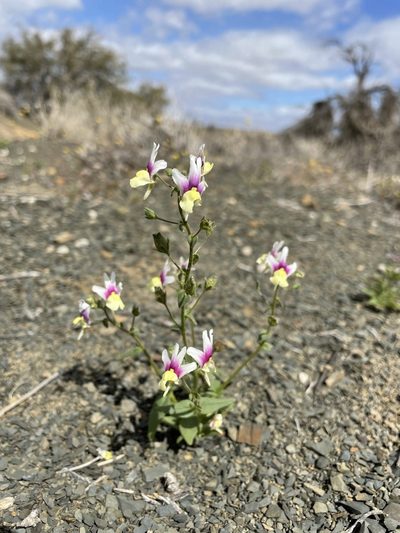 Nemesia suaveolens, photographed by Matt Berger
